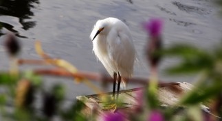 Photography by Peter Solmssen