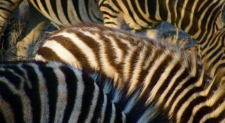 18A. WHEN ANGELS CRY POWER Issue 2014 JPG