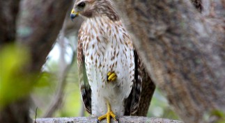 4A. INDULGENCES THE POET'S CORNER POWER Issue JPG VERA