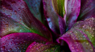 CARLA - 14. Next To Ad EDITOR AT LARGE POWER Issue 2014 JPG