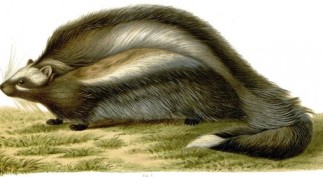 31JPANGI1_SPAN-articleLarge