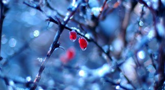 frozen-fruits-in-winter