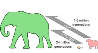 li-620-mammals-evans-body_s