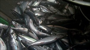 _55615883_mackerel_bbc2