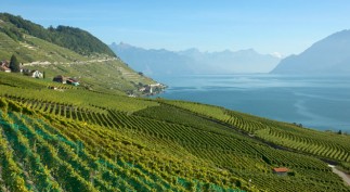 0429_GE_Taxhaven_630x420