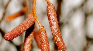 4A. INDULGENCES THE POET'S CORNER ANNIVERSARY Issue 201314 Vera JPG