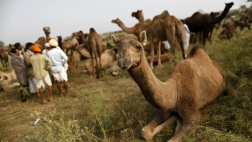 Camels_Reuters