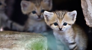 1401401353181_cached