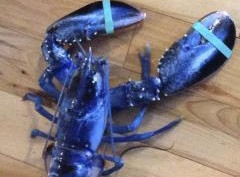 Undated handout of a blue lobster captured off the coast of Maine
