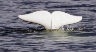 beluga_whale.jpg.size.xxlarge.promo